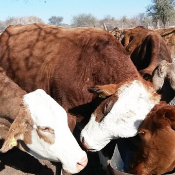 Govt: Importation of livestock not ceased