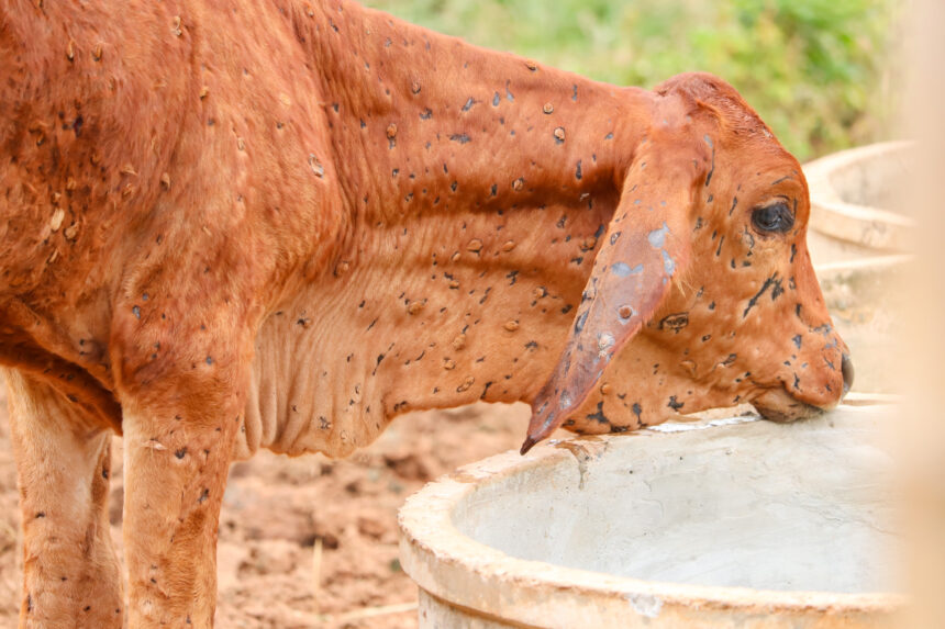 Talk 2 the Vet – Effects, symptoms and cure for Lumpy skin disease