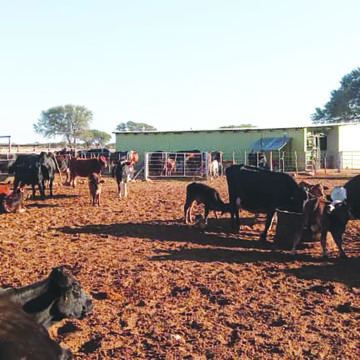 Namibia Dairies provides financial support to farmers 