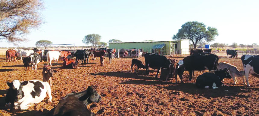 Namibia Dairies provides financial support to farmers 