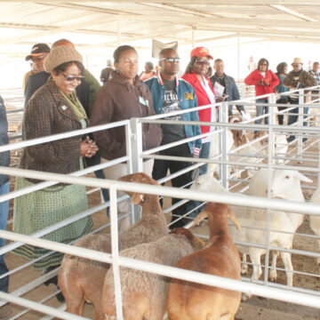 Vaccinate MAWLF vaccinates over 120 000 cattle for FMD