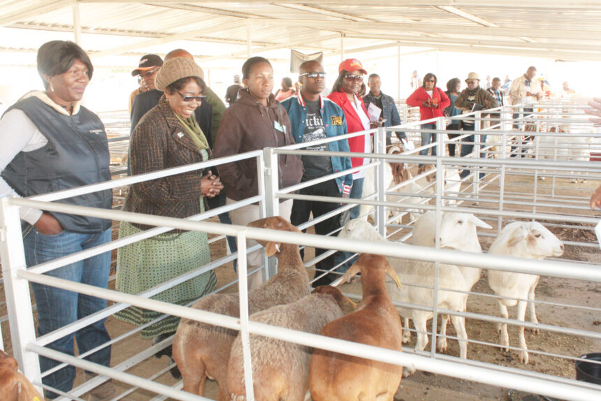 MAWLF vaccinates over 120 000 cattle for FMD