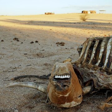 Agribank’s N$187m drought relief war chest 