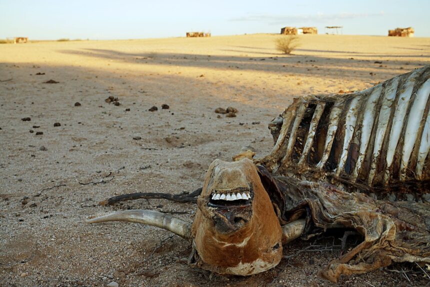 Agribank Agribank’s N$187m drought relief war chest