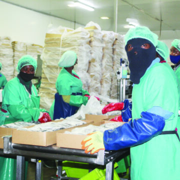 Fishing Competition ‘red flags‘in horse mackerel sector