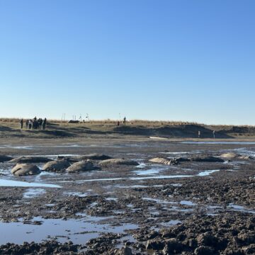 Salambala conservancy demands quota increases … desperate hippos fighting for survival 