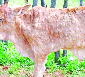 lumpy-skin-disease Omukithi gwiitumba gwa tukukuka