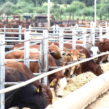 Over 19 000 cattle exported on hoof…representing an increase of 9.26%  