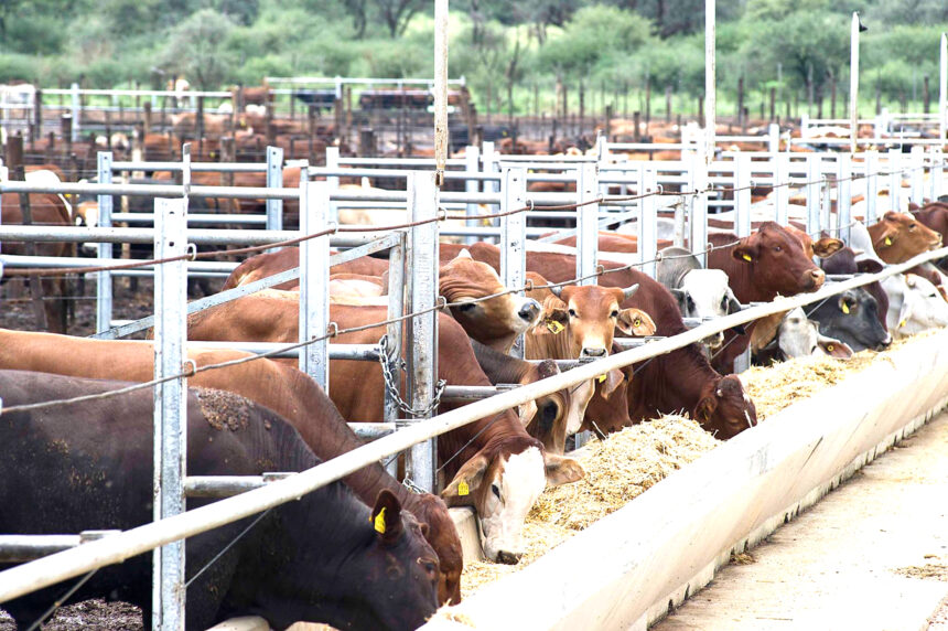 Over 19 000 cattle exported on hoof…representing an increase of 9.26%  