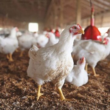 Farmers’ Kraal – Poultry farmers’ common mistakes 