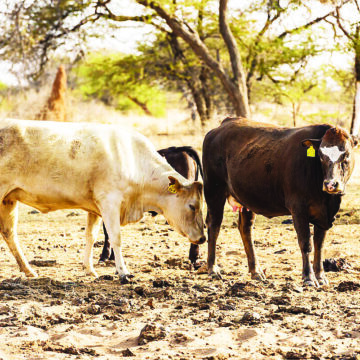 Livestock programme upscaling NCA farmers