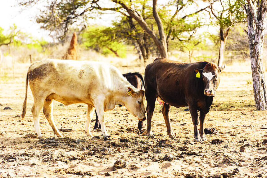 Livestock programme upscaling NCA farmers