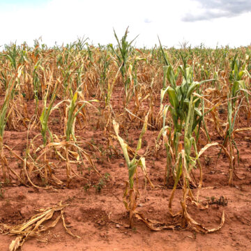 Omaheke records 95% failed crop fields … Schlettwein intervenes as drought bites