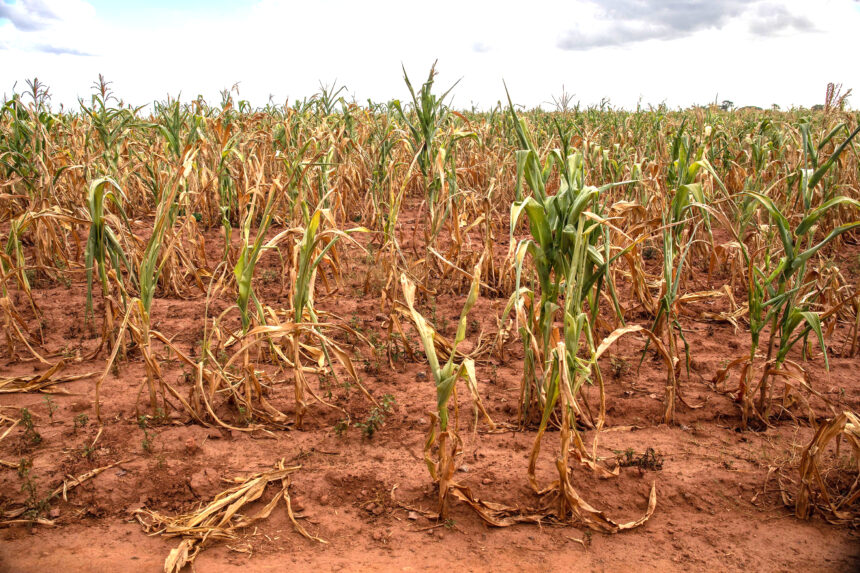 Omaheke records 95% failed crop fields … Schlettwein intervenes as drought bites