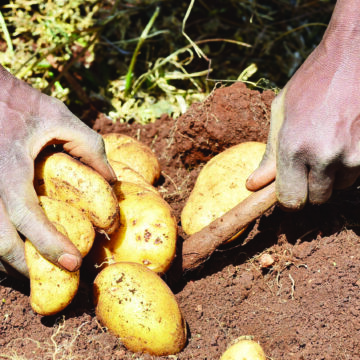 Potato production day set for Okakarara