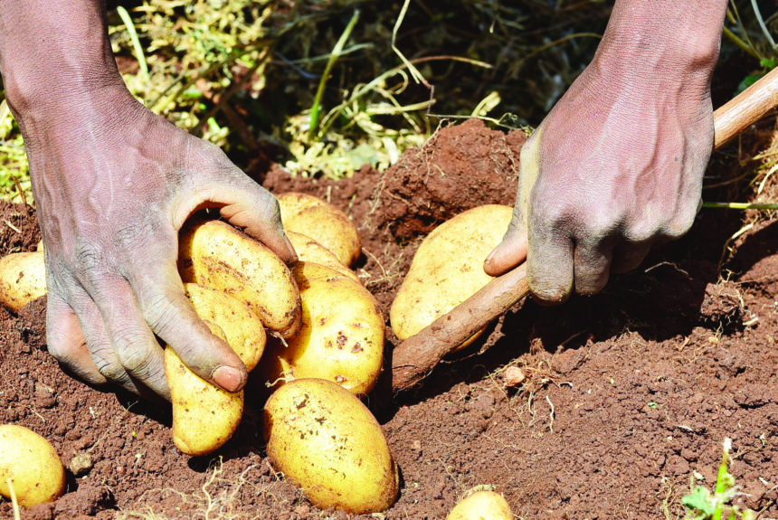 Potato production day set for Okakarara