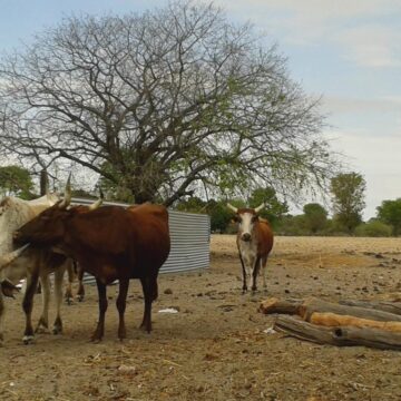 Livestock worth N$3.4m stolen in Omaheke