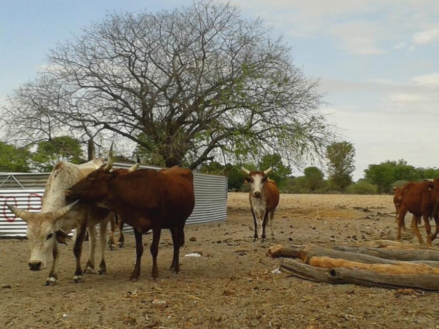 Livestock worth N$3.4m stolen in Omaheke