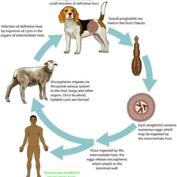 Talk2the vet – Understanding the dynamics of veterinary parasitology