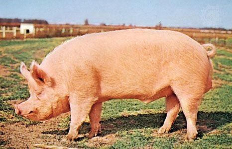 Correctional officer ‘steals’ pig