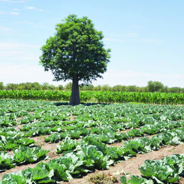 Export Horticulture exports lower in 2024