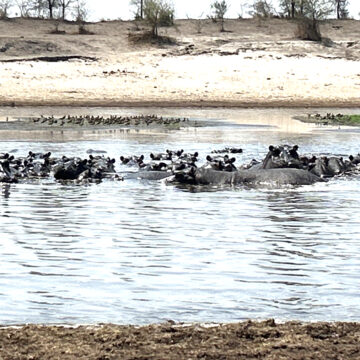 Drought claims five hippos