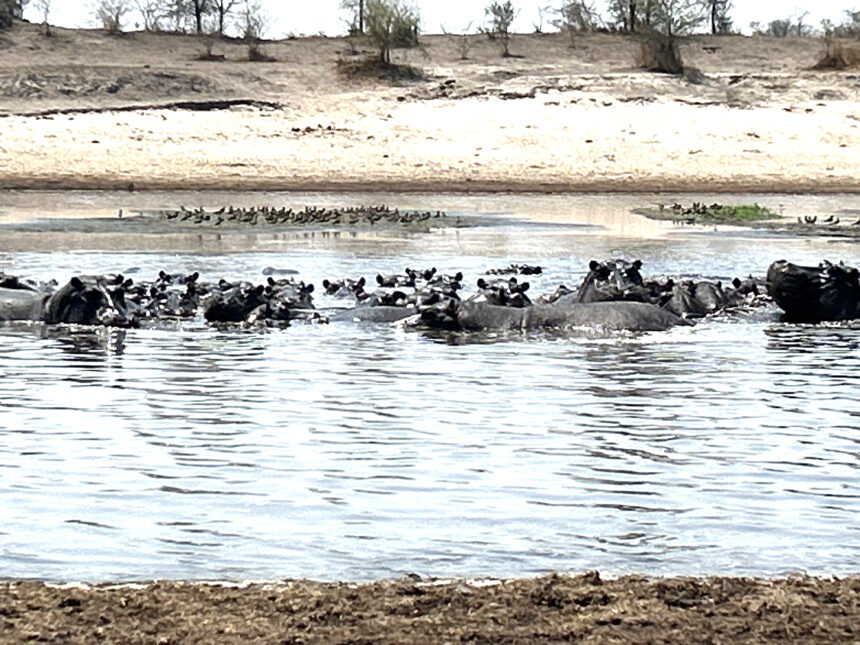 Drought claims five hippos