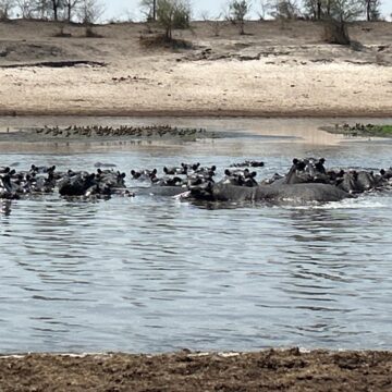 Hippos between rock and hard place