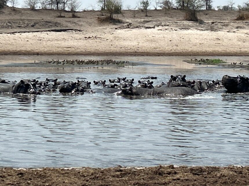 Hippos between rock and hard place