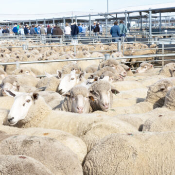 Sheep slaughter capacity increases …improved export volumes