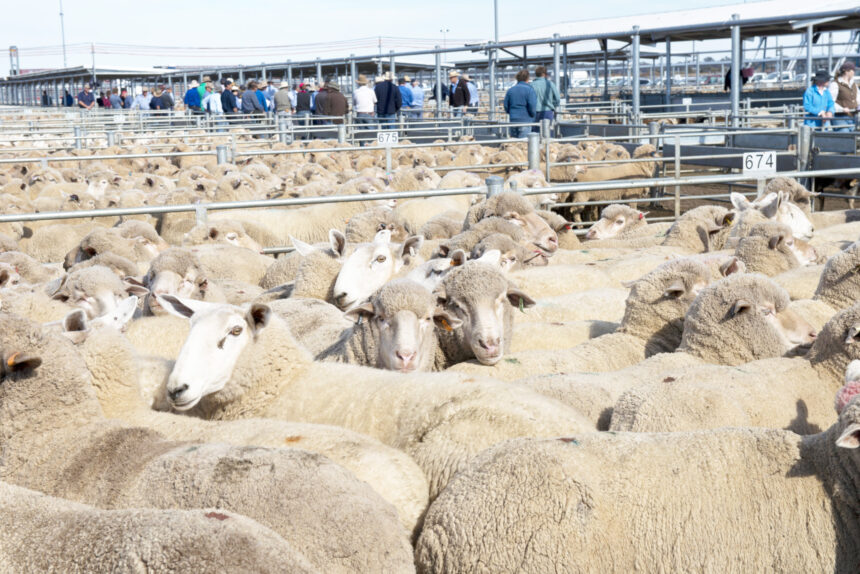 Sheep slaughter capacity increases …improved export volumes