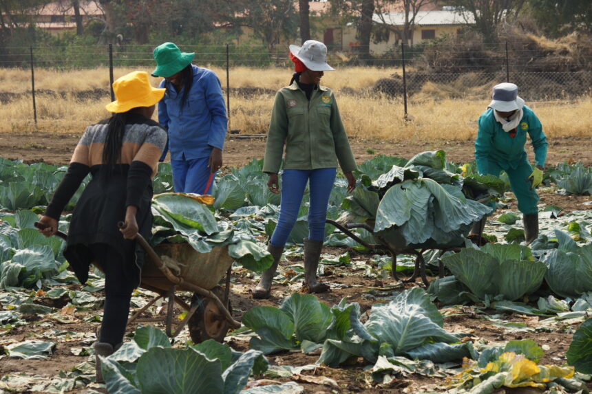 Agribank reaching more female farmers