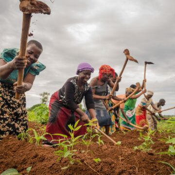 Ministry allocates N$44m for dryland crops