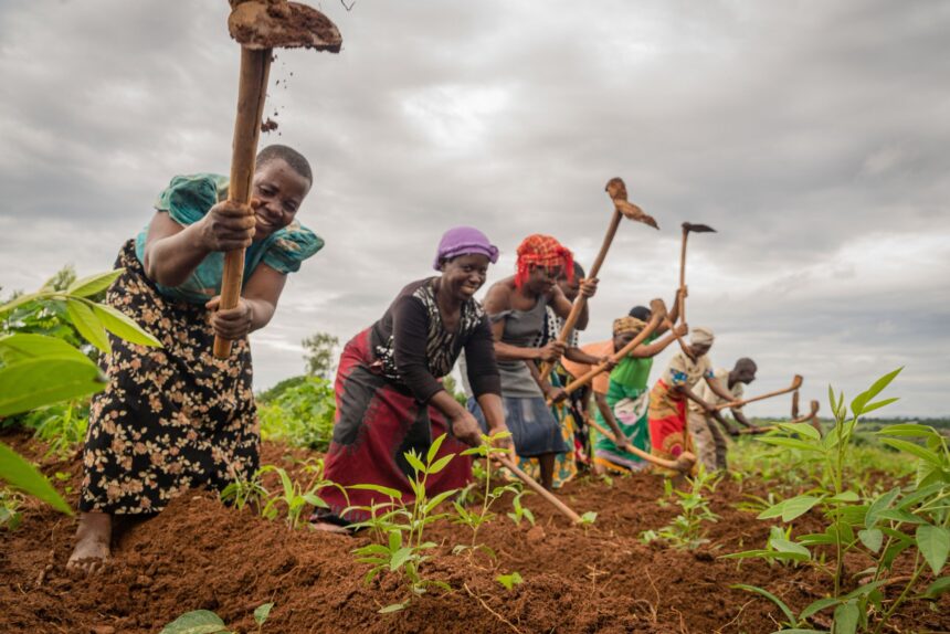 Ministry allocates N$44m for dryland crops