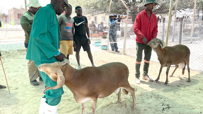 Erongo farmers show resilience amidst drought…government assistance applauded 