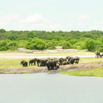 Conservancies launch umbrella alliance 