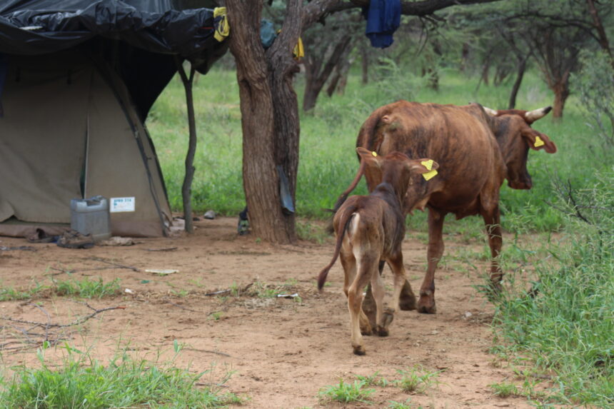 Congested farms concern Omaheke councillors 