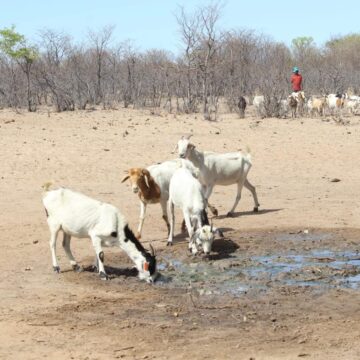 Banks instructed to think of affected farmers …as BoN issues determination