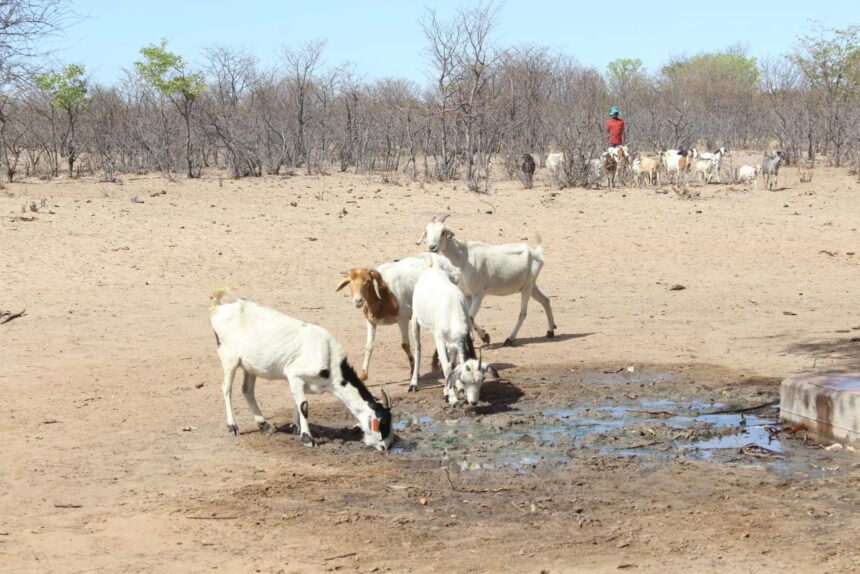 Banks instructed to think of affected farmers …as BoN issues determination