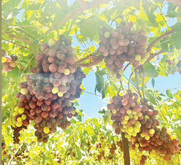 Northern grape farming defies odds