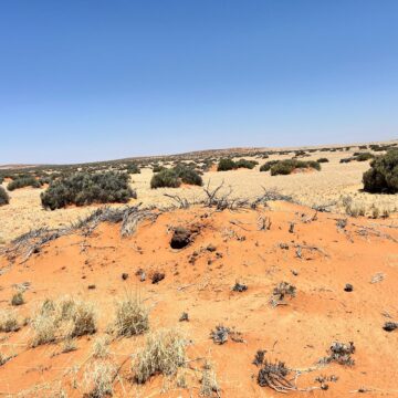 Hyphen 2 Green hydrogen ‘not draining’ public funds