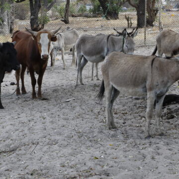 Stolen livestock returned to lawful owners