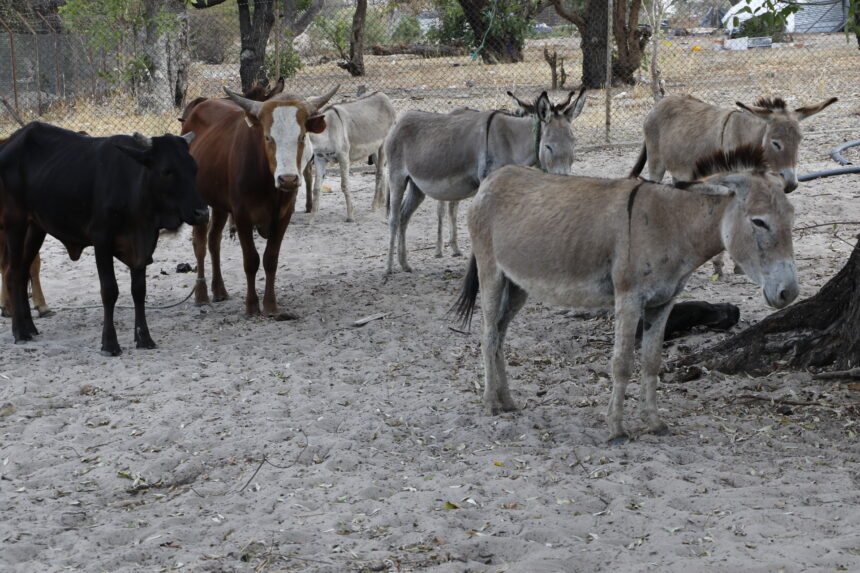 Stolen livestock returned to lawful owners