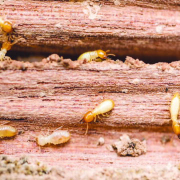 Opuwo: Termites invade NHE houses