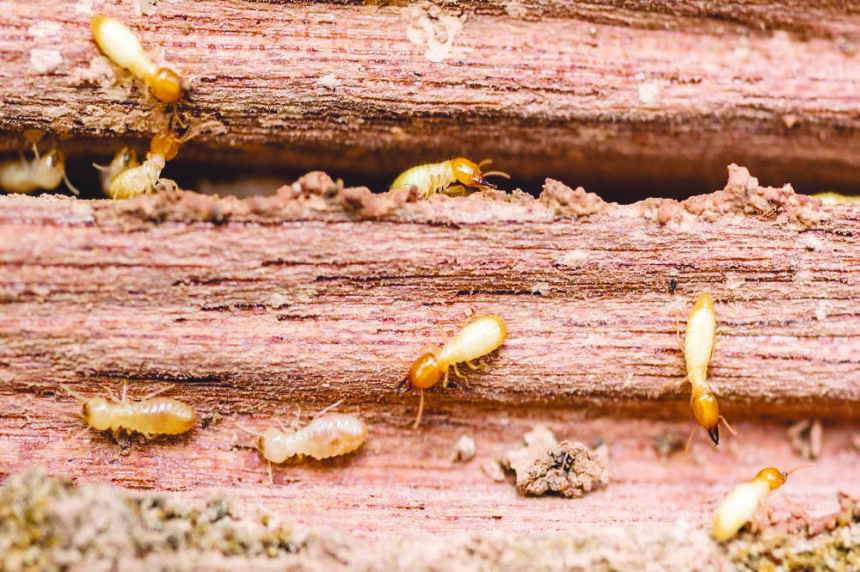 Opuwo: Termites invade NHE houses