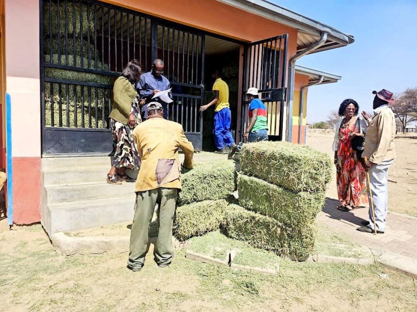 Ovitoto farmers receive free lucerne