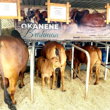 Korupanda: Redefining the art of stud breeding …Okanene Brahman Stud on the rise