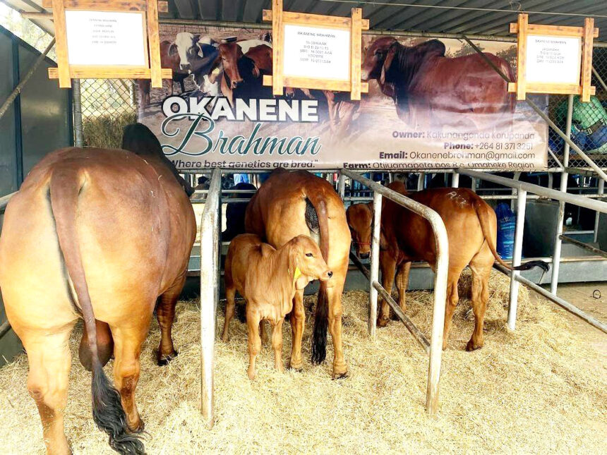 Korupanda: Redefining the art of stud breeding …Okanene Brahman Stud on the rise