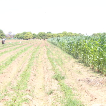 veg 1 Ta hupile moshikunino she shiikwamboga