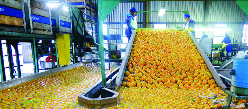 Govt to establish agro-processing plants countrywide 